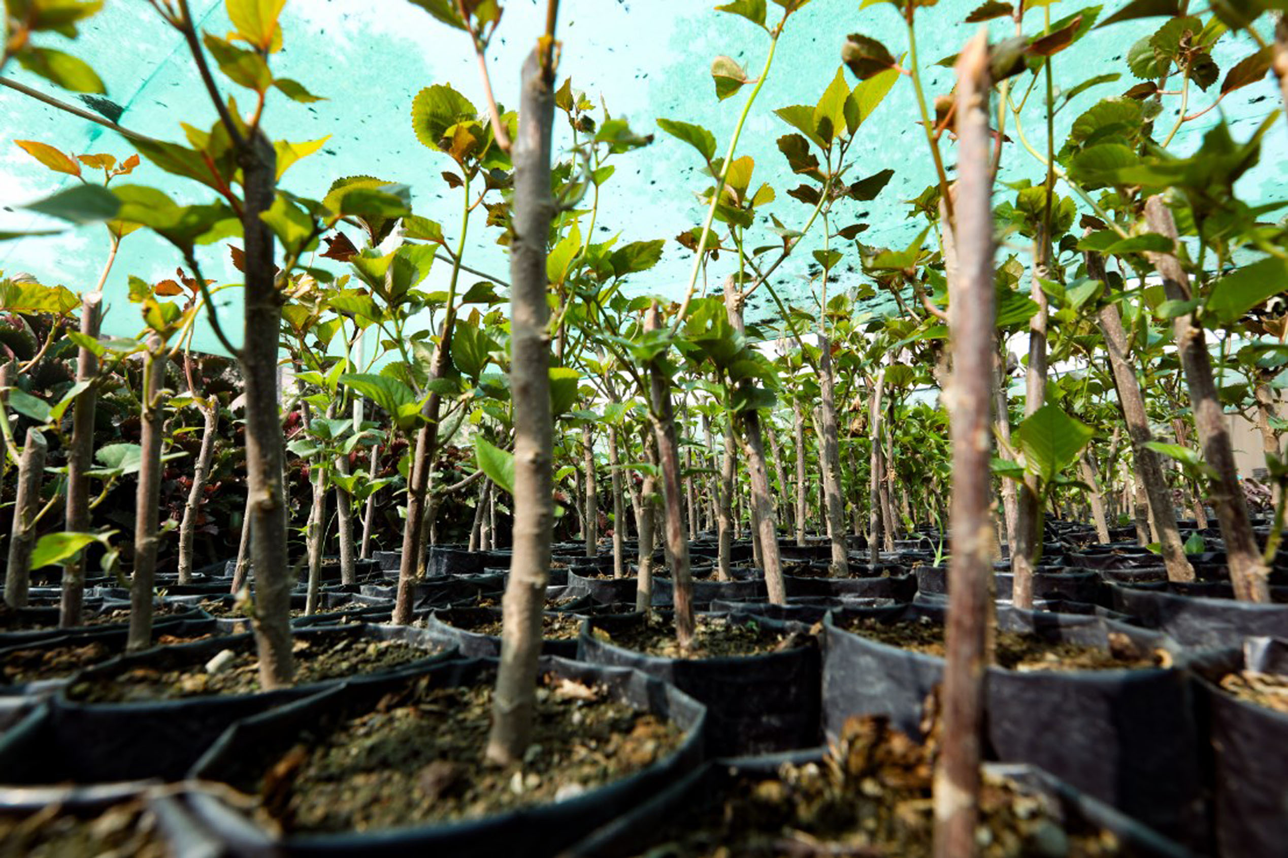 Conoce las plantas más recomendadas para darle color a tu hogar en invierno 