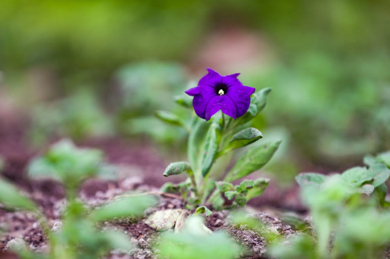 Conoce las plantas más recomendadas para darle color a tu hogar en invierno