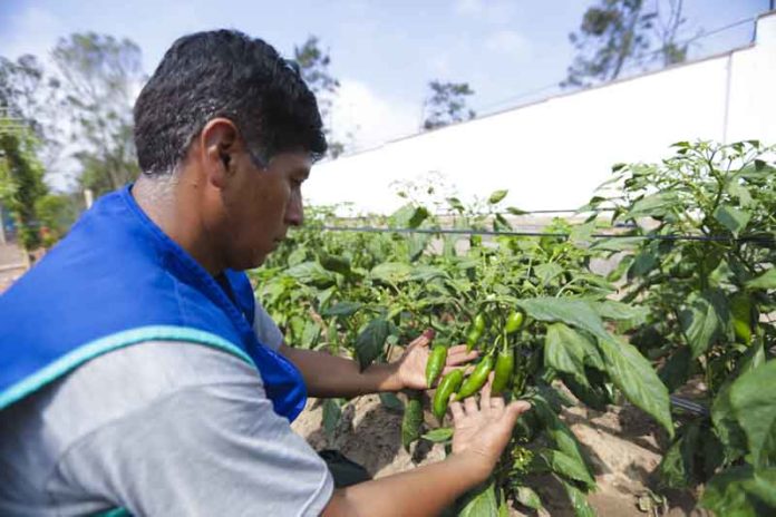 Cultivo de ají en biohuerto