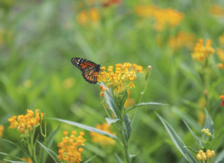 Superamos la producción de 100 mil plantas ornamentales en este 2020 Planta algodoncillo