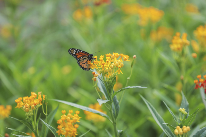 Superamos la producción de 100 mil plantas ornamentales en este 2020