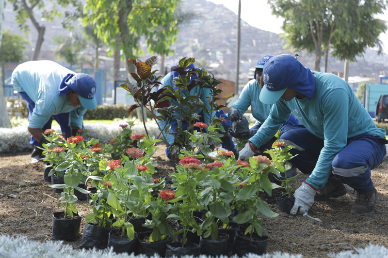 Producimos a la fecha más de 100 mil plantas ornamentales