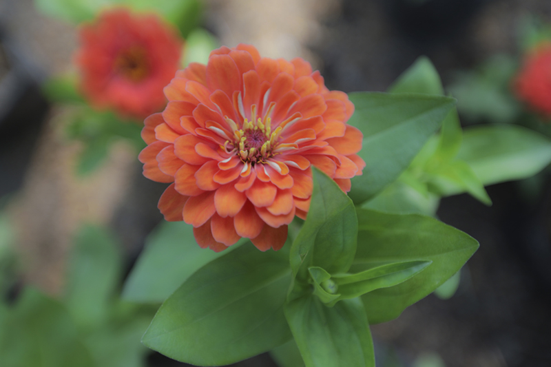 Zinnia