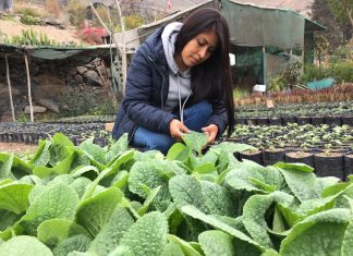 Inscríbete en nuestra escuela virtual Sembrando con Serpar Aprendiendo a cultivar plantas medicinales