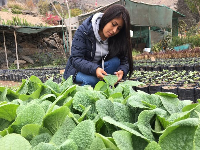 Aprendiendo a cultivar plantas medicinales