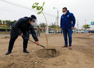 Día del Árbol: Serpar plantó 200 especies en Comas