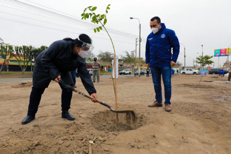 Día del Árbol: Serpar plantó 200 especies en Comas