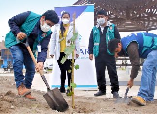 Árboles para Lima: Serpar plantó 100 árboles en distrito de Santa Rosa