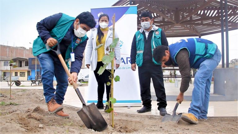 Árboles para Lima: Serpar plantó 100 árboles en distrito de Santa Rosa