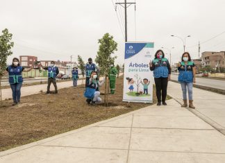 Árboles para Lima: se plantarán 3,000 molles costeños en Villa El Salvador Plantación de 3,000 árboles en VES
