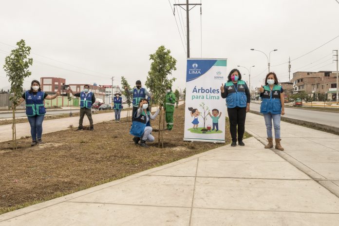 Plantación de 3,000 árboles en VES