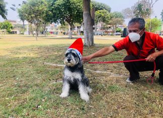 Navidad entre patitas: participa con tu mascota en el concurso canino de disfraces navideños Navidad entre patitas