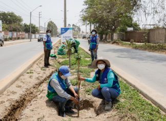 Serpar plantó más de 350 árboles en varios distritos esta semana