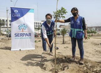 Serpar plantó 500 árboles en la Av. 200 Millas en Villa El Salvador