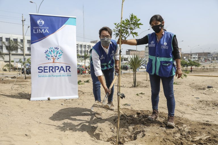 Serpar plantó 500 árboles en la Av. 200 Millas en Villa El Salvador
