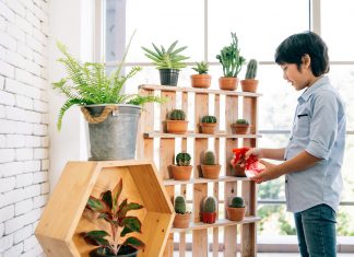 10 cosas que debes aprender sobre el cuidado de plantas