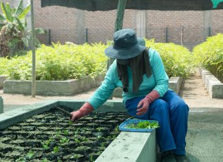 La Hora del Planeta: Conoce el proceso de producción para arborizar la ciudad