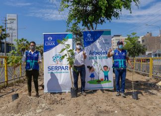 Serpar plantó 400 árboles en la Av. Nicolás Arriola en La Victoria