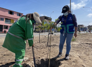 Serpar plantará 700 árboles en la Av. César Vallejo en Villa El Salvador