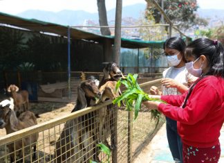 Familias podrán volver a los clubes zonales con protocolos de bioseguridad Minigranjas en los clubes zonales