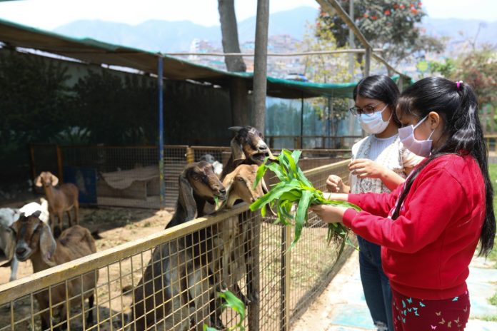 Minigranjas en los clubes zonales