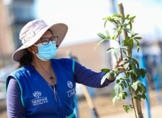 Serpar plantará 1,500 árboles en la Av. Separadora Industrial en Villa El Salvador Serpar plantará 1,500 árboles en Villa El Salvador