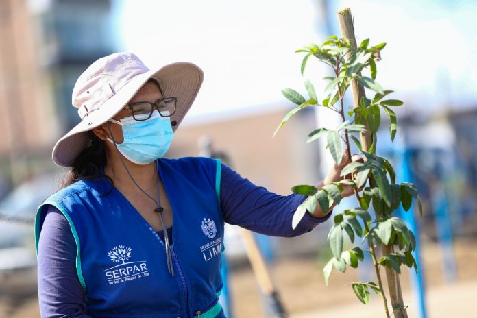 Serpar plantará 1,500 árboles en Villa El Salvador