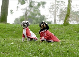 Serpar organiza concurso canino de disfraces en los clubes zonales Concurso canino de disfraces patrios