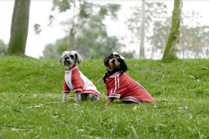 Concurso canino de disfraces patrios