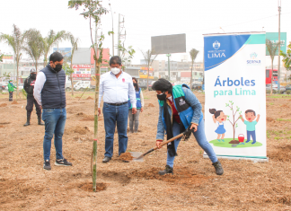 Plantamos más de 200 árboles en el óvalo Arriola de La Victoria Más de 200 árboles plantados en el óvalo Arriola