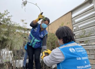 Iniciamos la plantación de 2,000 árboles en Carabayllo