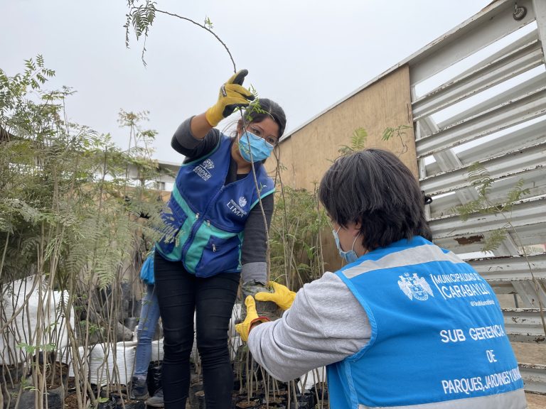 Iniciamos la plantación de 2,000 árboles en Carabayllo