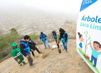 Día del Árbol: Plantamos junto al municipio de Ate mil árboles en Huaycán Día del Árbol se celebró con una plantación en Huaycán