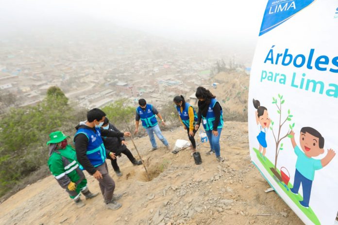 Día del Árbol se celebró con una plantación en Huaycán