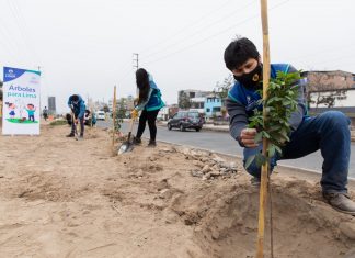 Árboles para Lima: Serpar realizó más de 400 mil plantaciones desde el 2019 Árboles para Lima realizó más de 400 mil plantaciones