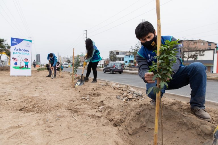 Árboles para Lima: Serpar realizó más de 400 mil plantaciones desde el 2019