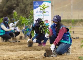 Serpar y Municipio de Santa María del Mar iniciaron la plantación de mil árboles Plantación de mil árboles en Santa María del Mar