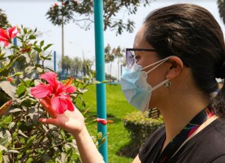 Flores de primavera: Conoce las plantas que puedes tener en casa Flores de primavera
