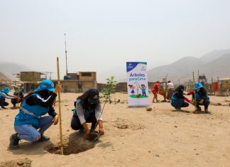 Árboles para Lima superó las 113,000 plantaciones en el norte de la capital Árboles para Lima continúa arborizando la capital