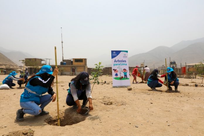 Árboles para Lima continúa arborizando la capital