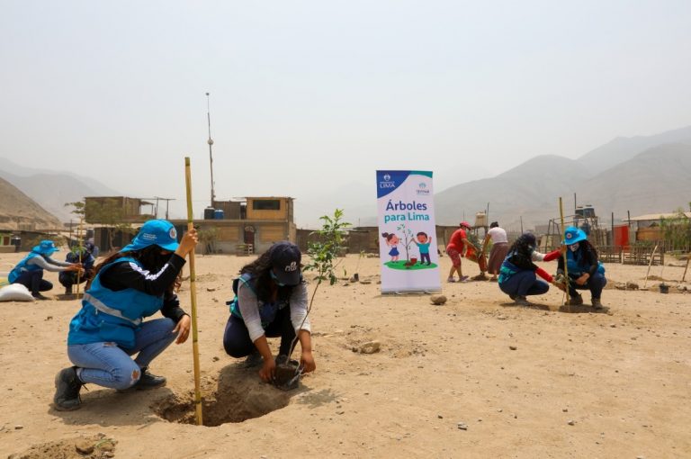 Árboles para Lima superó las 113,000 plantaciones en el norte de la capital