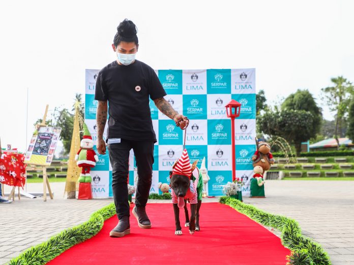 Desfile canino navideño en el club zonal Huayna Cápac