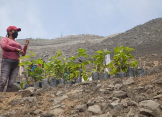 Plantamos más de 24,000 árboles en Villa María del Triunfo