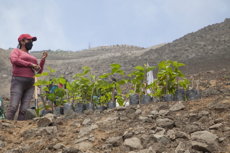 Plantamos más de 24,000 árboles en Villa María del Triunfo