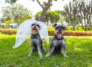 San Valentín: perritos sellarán su amor en el club zonal Huiracocha Primera boda canina por San Valentín