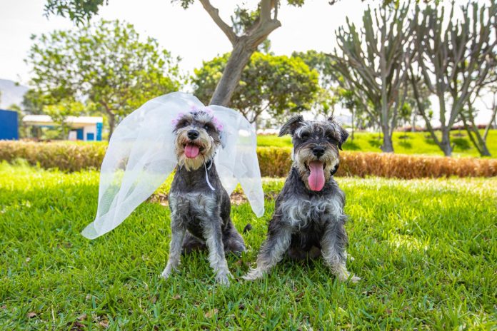 Primera boda canina por San Valentín