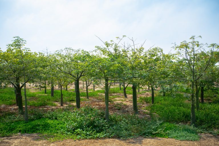 Conoce los bosques educativos municipales de Lima sur y norte