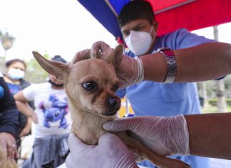 Festival canino: Vacunación, desparasitación y venta de artículos para perritos en club zonal Huáscar Festival canino de vacunación y desparasitación