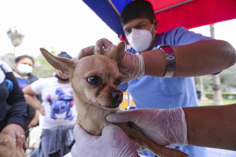 Festival canino: Vacunación, desparasitación y venta de artículos para perritos en club zonal Huáscar