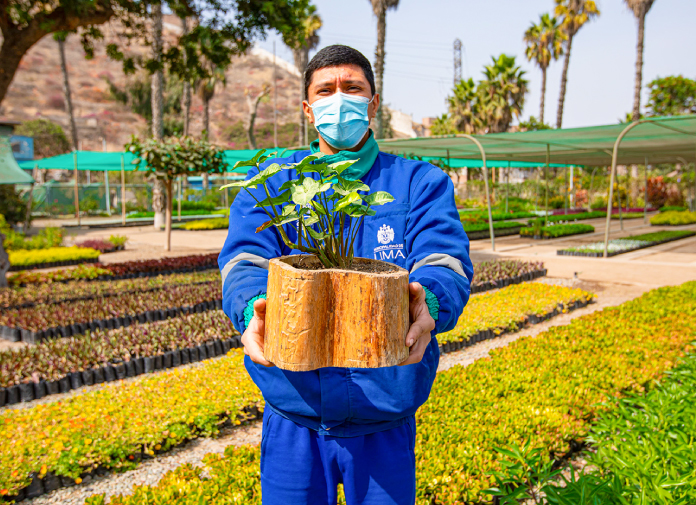 Categoría: Semillas de Flores y Plantas Ornamentales - Mercado Vivo